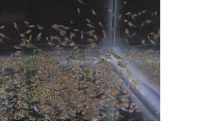 Tilapia, Blue  Fry 1 - 2 inches