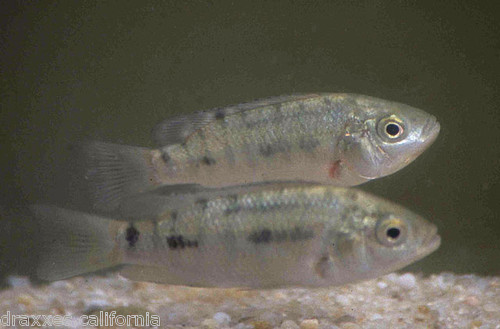 Tilapia Blue, Fingerlings 2-4inches  lots of 25