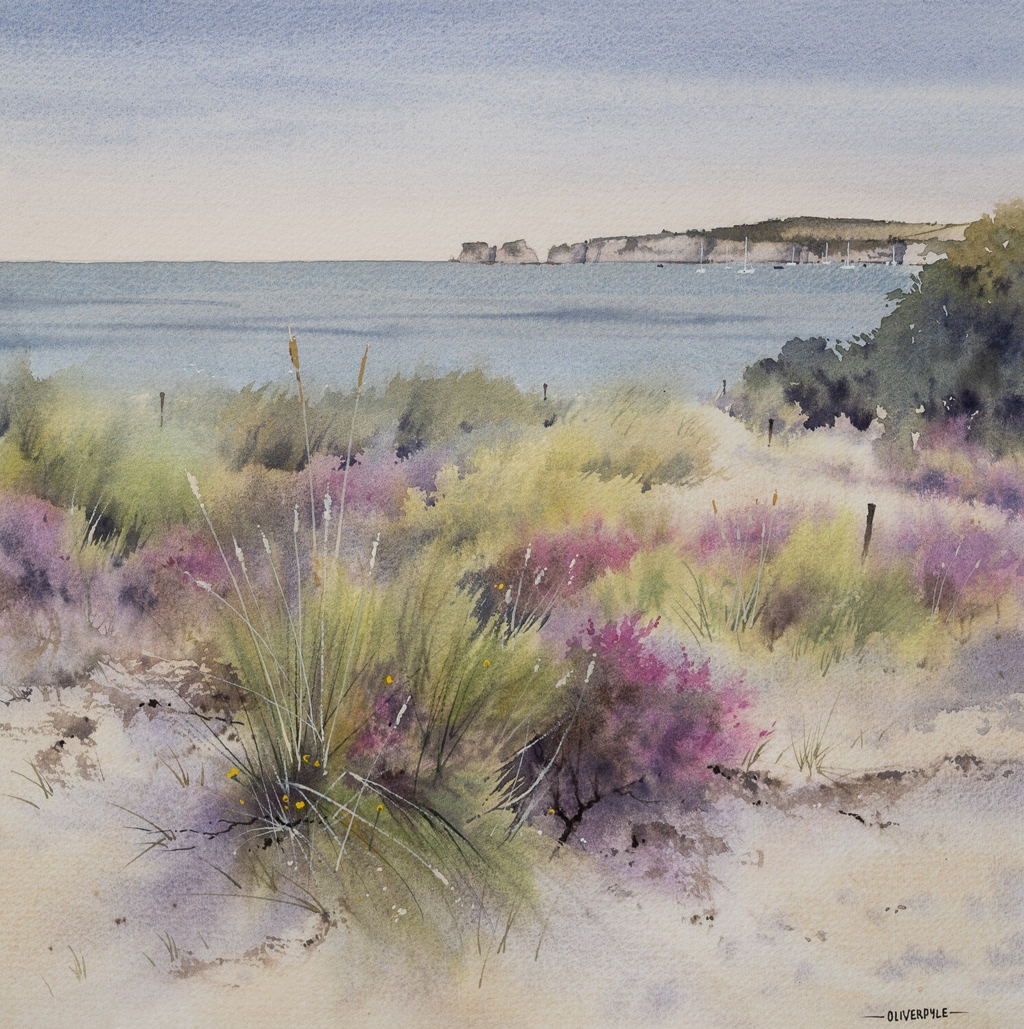 Among The Dunes, Studland Nature Reserve