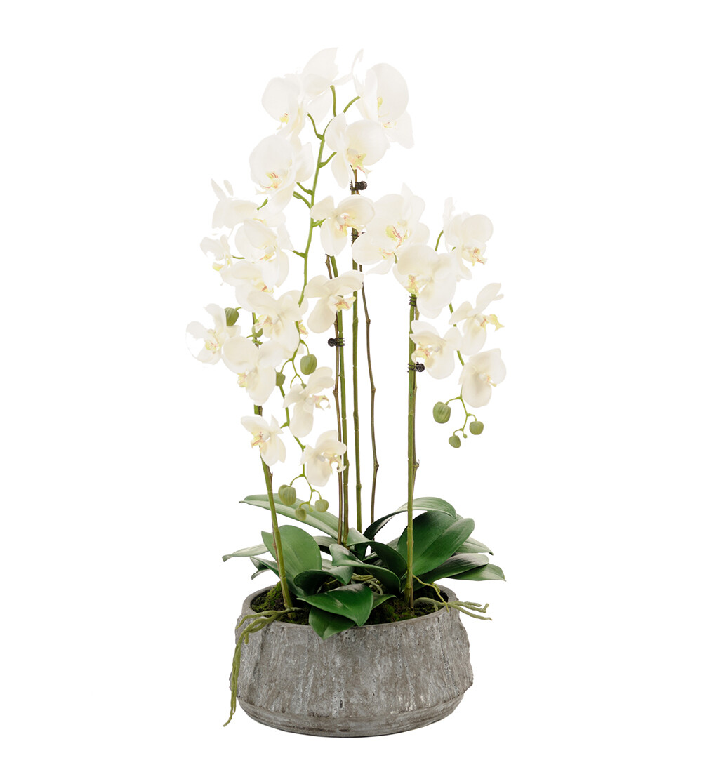 Phalaenopsis 85 cm with pot
