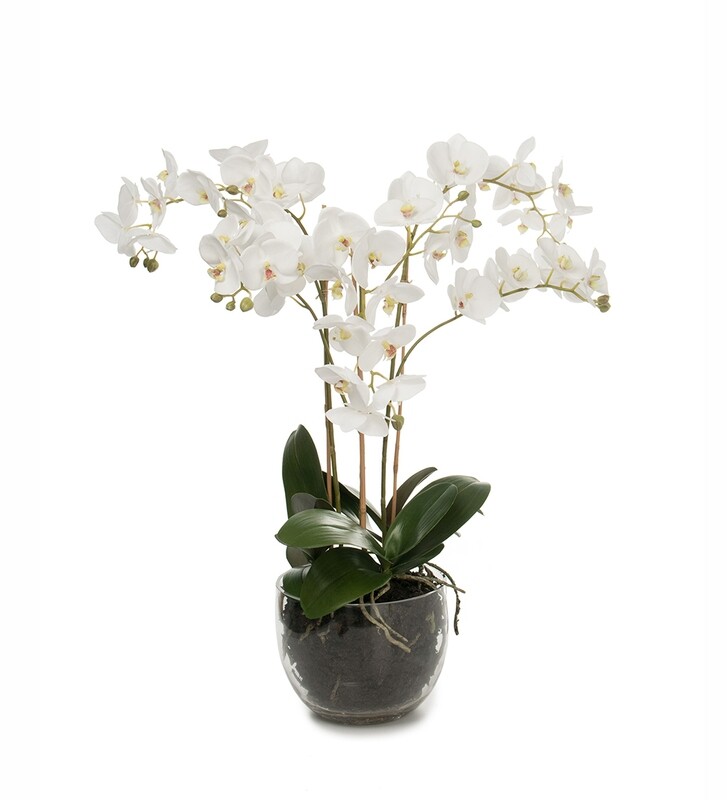 Phalaenopsis 45 cm