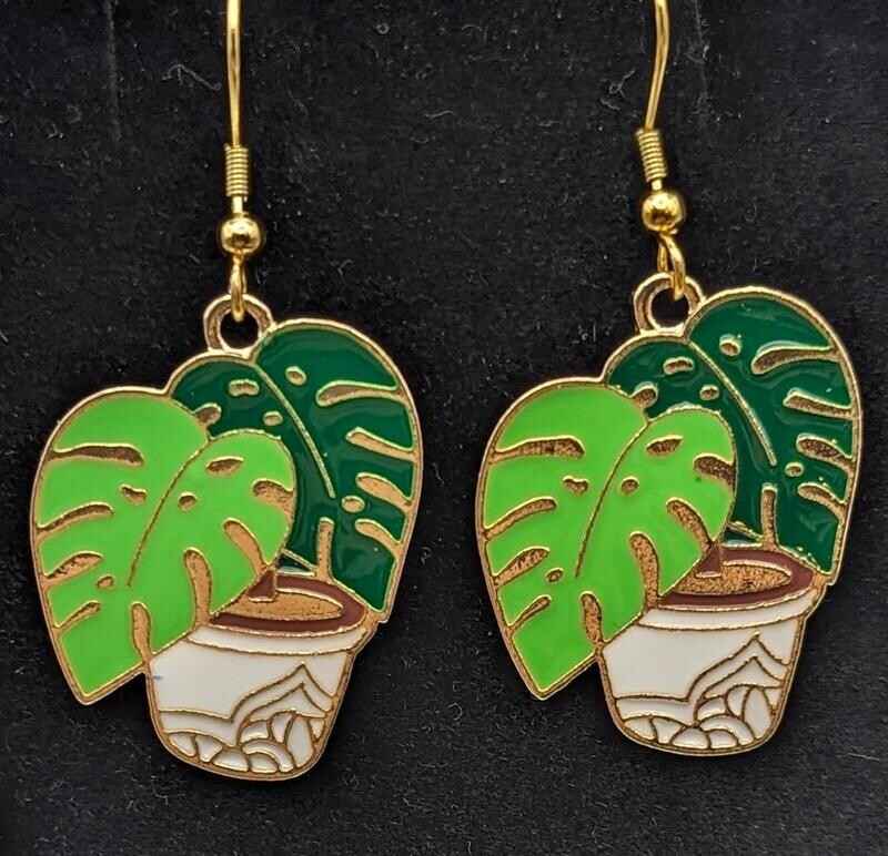 Monstera Plants!