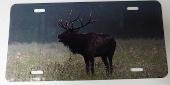 Elk in Field, Full Color License plate, Elk Hunting Gift