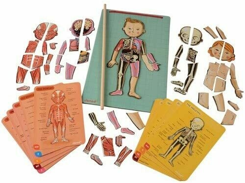 Janod - J05491 - Body Magnet L'Anatomie - 12 langues, retrait magasin 1h, livraison sous 24/48h