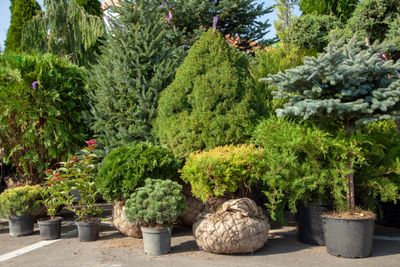 Nursery