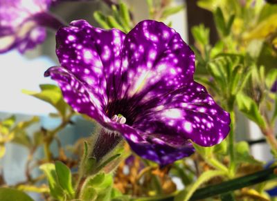 Nursery - Annuals/Flw. &amp; Non-Flowering