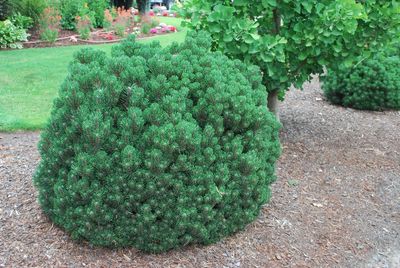 Nursery - Shrubs-Conifer