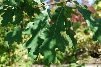 Nursery - Trees-Shade