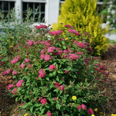 Nursery - Shrubs-Deciduous Flowering