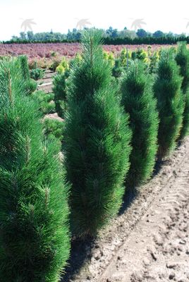 Nursery - Trees-Conifer