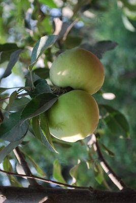 Nursery - Trees-Fruit