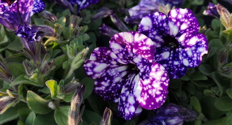 Annuals - Jumbo 6=pack Class A