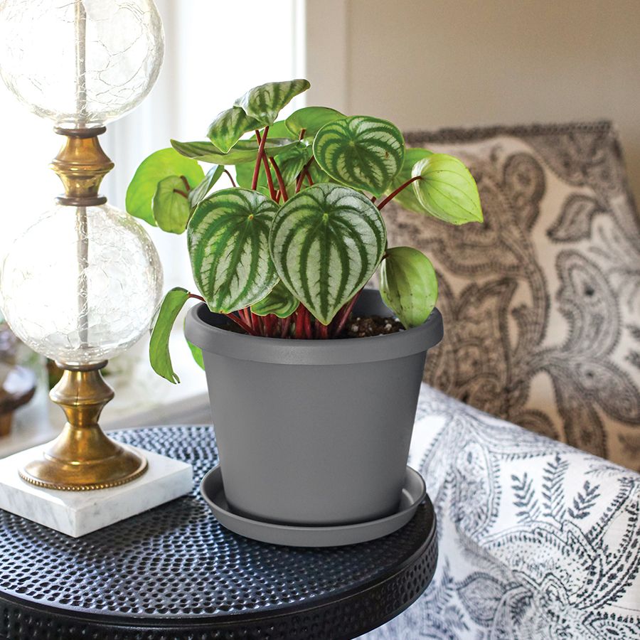 HC Companies Retail Saucer - #CSB 0800 (black square)