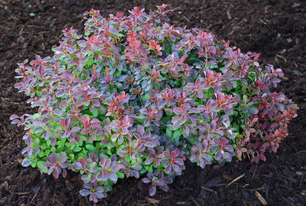Barberry, Admiration 5 gallon