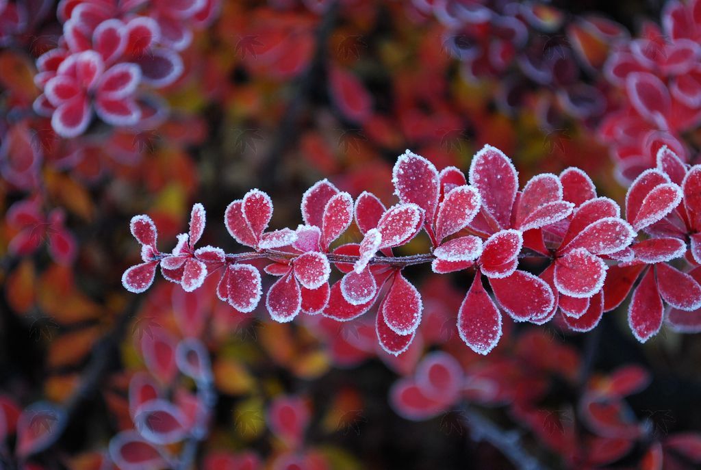 Barberry, Crimson Pygmy 2 gallon