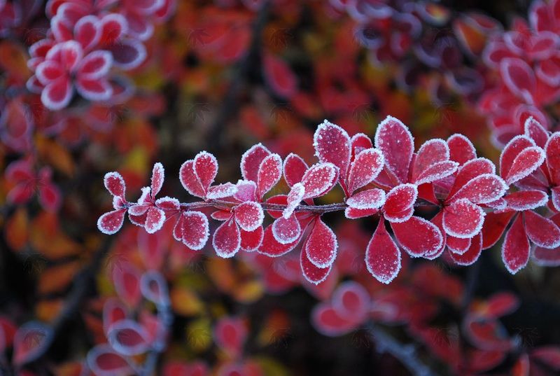 Barberry, Crimson Pygmy 2 gallon