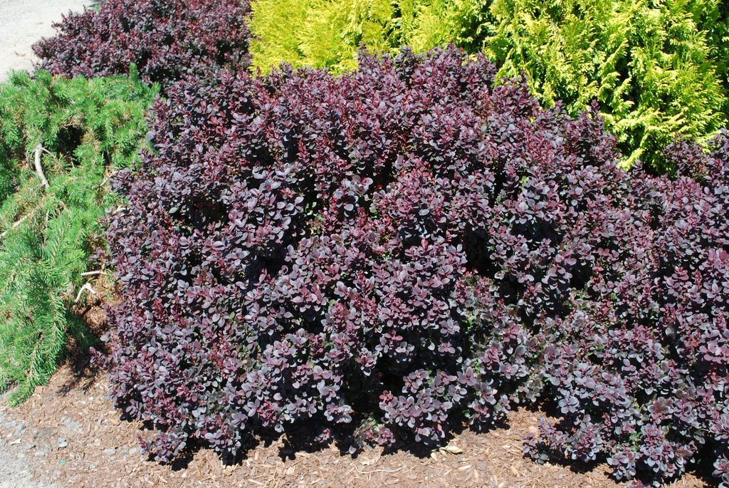 Barberry, Concorde 2 gallon