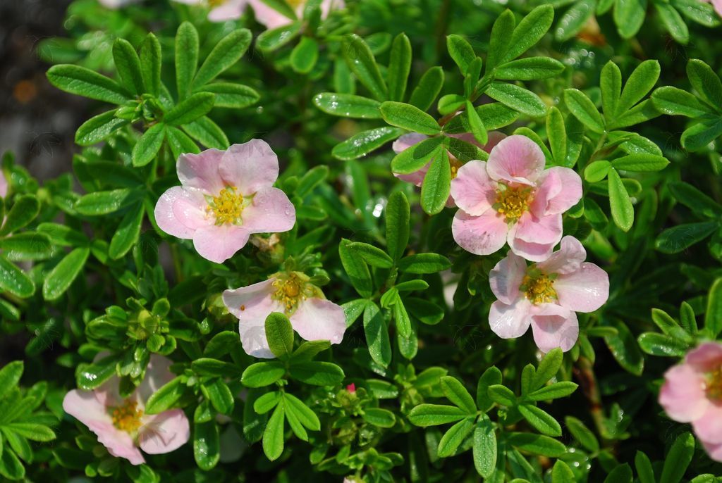 Potentilla, Pink Beauty  2 gallon