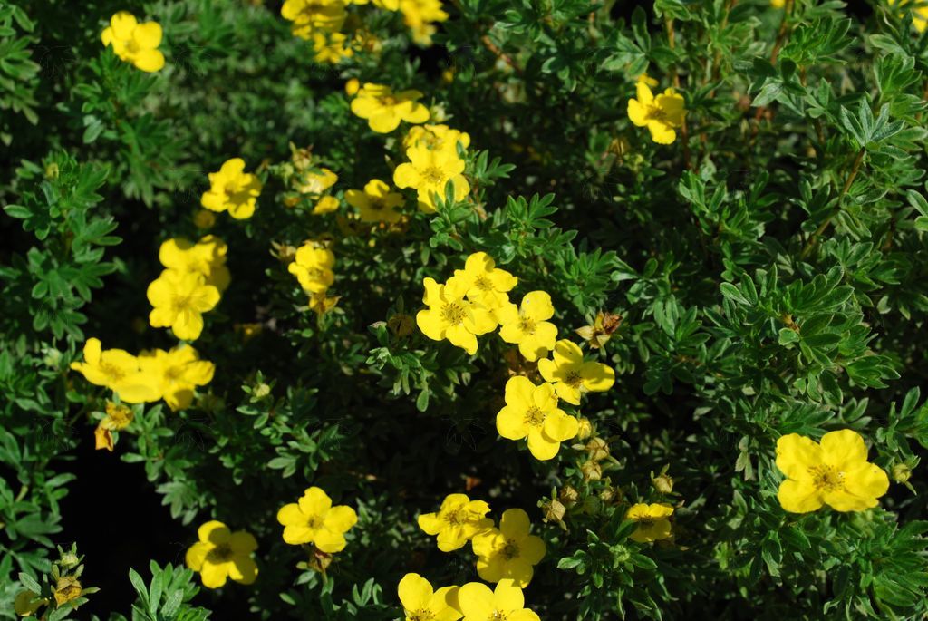 Potentilla, Goldfinger  2 gallon