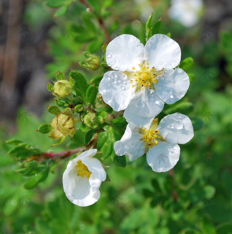 Potentilla, Abbotswood  2 gallon