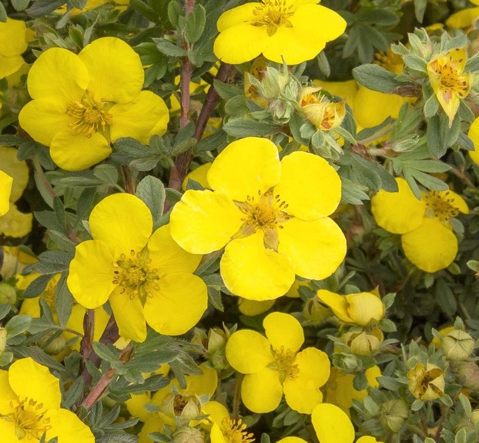Potentilla, Gold Star  2 gallon