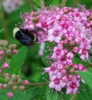 Spiraea, Little Princess  2 gallon
