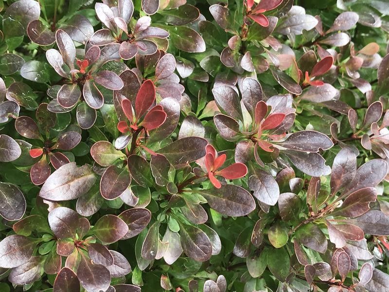 Barberry, Bagatelle 2 gallon