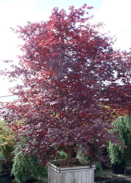 Maple, Japanese Bloodgood 4-5 ft.