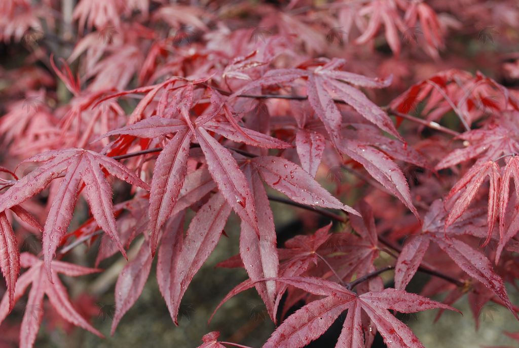 Maple, Japanese Emperior 1 - 4-5 ft.