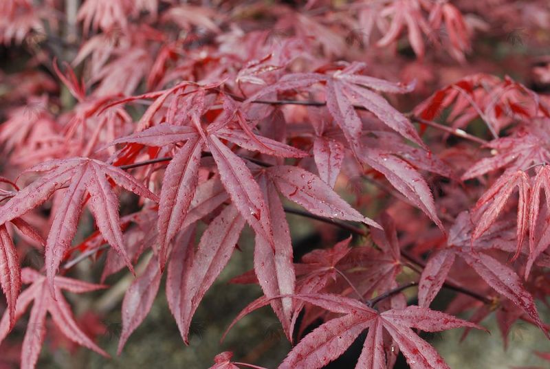 Maple, Japanese Emperior 1 - 4-5 ft.