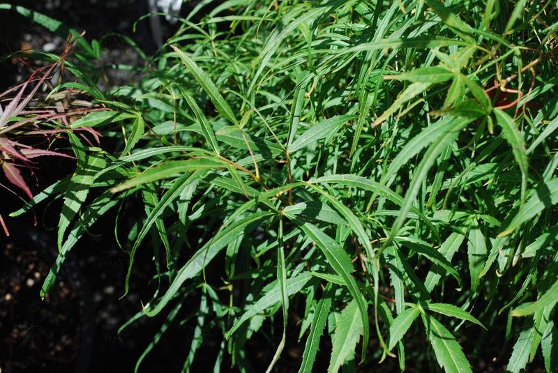 Maple, Japanese Koto-no-ito - 3 gallon