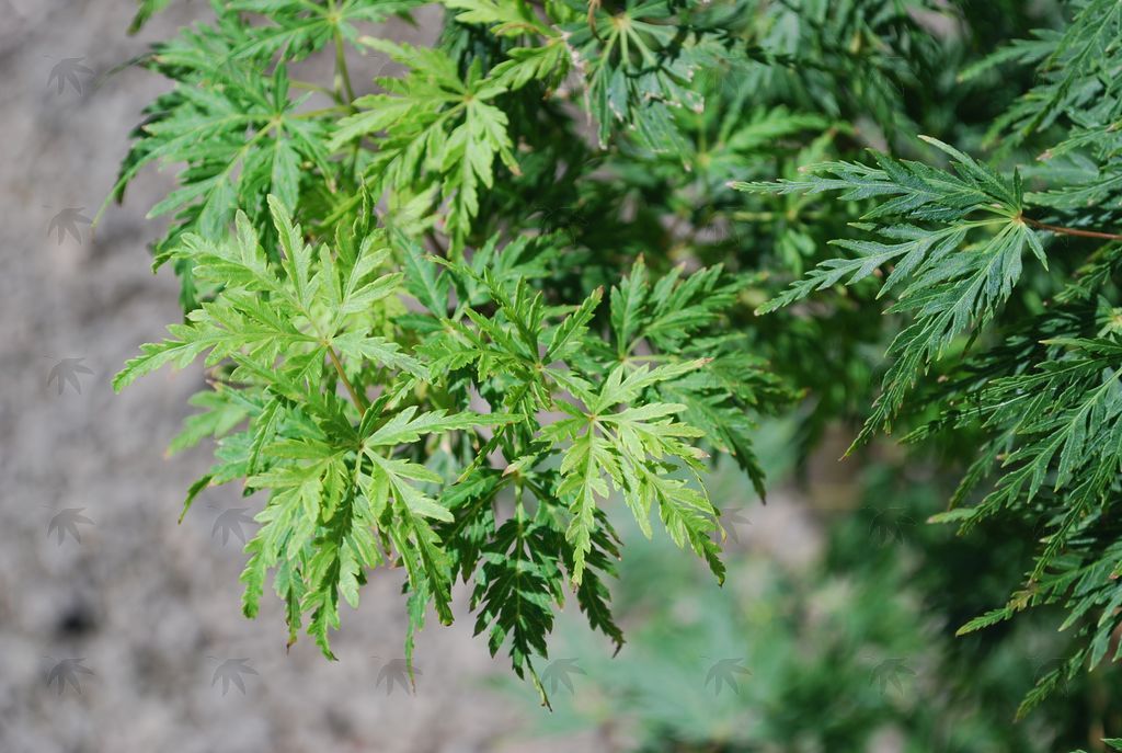 Maple, Japanese Seiryu 4-5 ft.