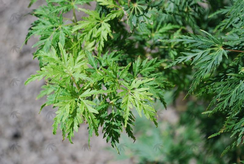 Maple, Japanese Seiryu 4-5 ft.