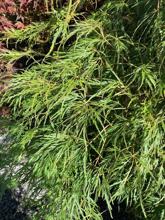 Maple, Japanese Waterfall - 10 gallon