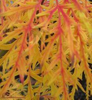 Maple, Japanese Viridis - 10 gallon