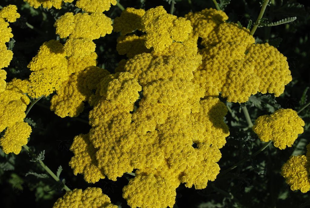 Perennials - Yarrow, Little Moonshine 1 gallon