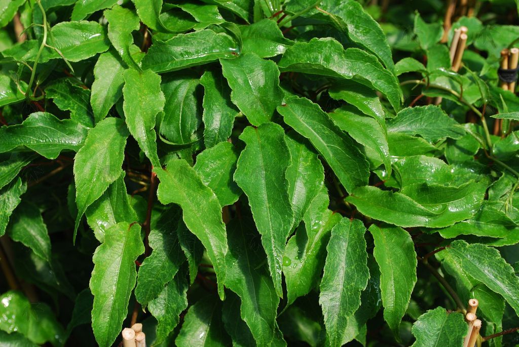 Kiwi, Hardy Prolific 1 gallon