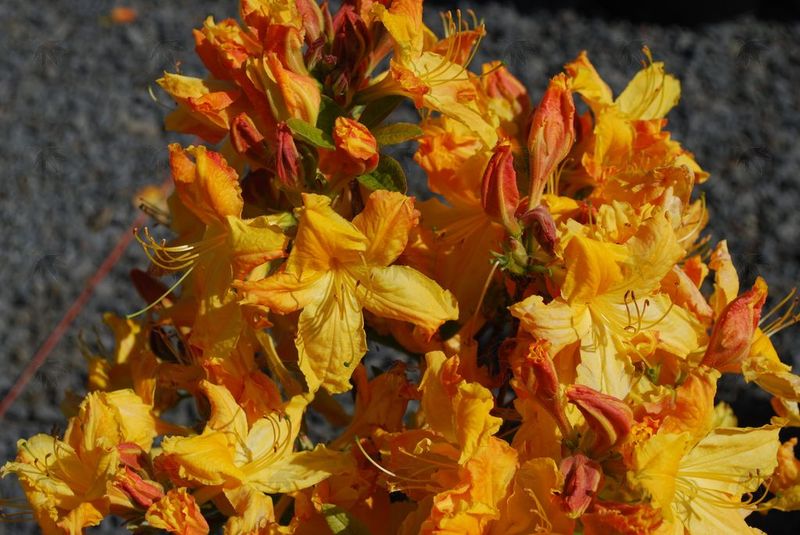 Azalea, Exbury Arneson Golden Solitare - 2 gallon