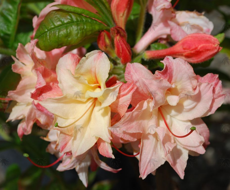 Azalea, Exbury Cannons Double - 2 gallon