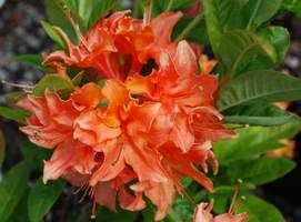 Azalea, Exbury Mandarin Lights - 2 gallon