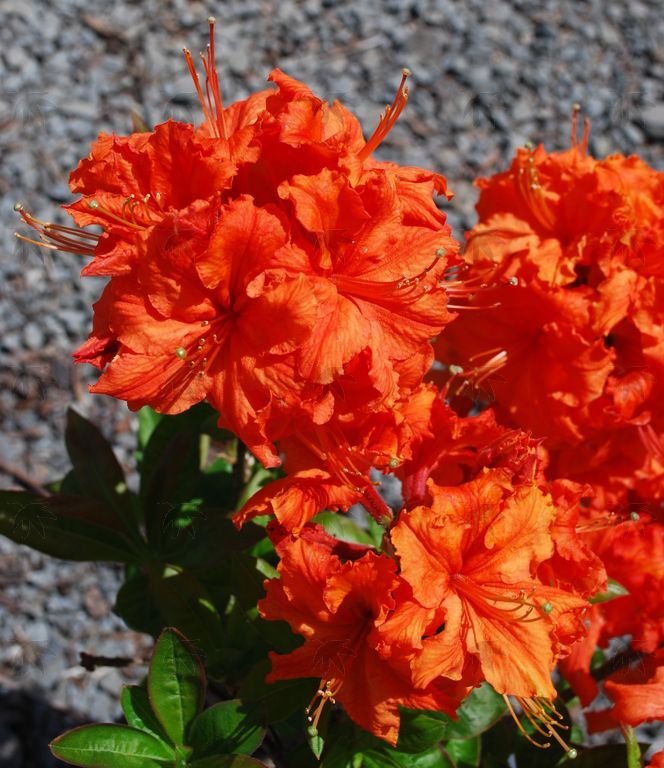 Azalea, Exbury Giabraltar - 2 gallon