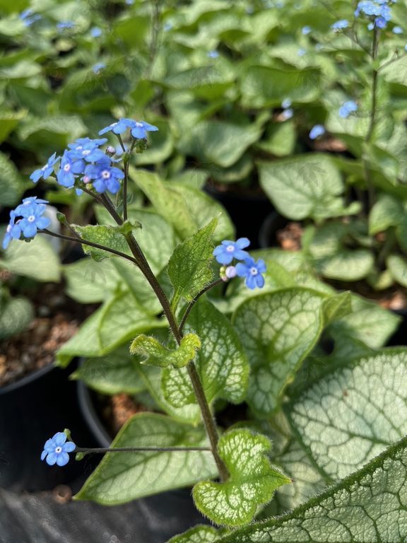 Perennials - 1 gallon Class A