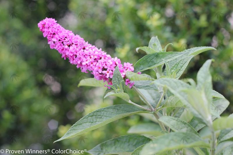 Butterfly Bush, Pink Micro-Chip 2 gallon