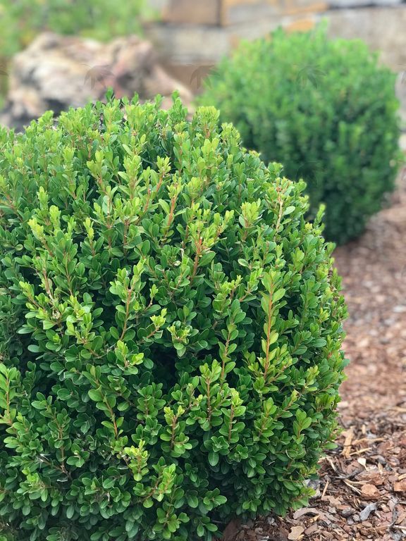 Boxwood - Baby Gem 2 gallon