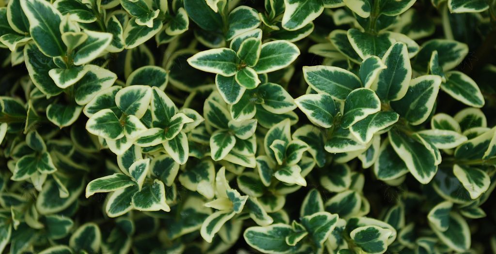 Boxwood - Variegated 24-30 inch