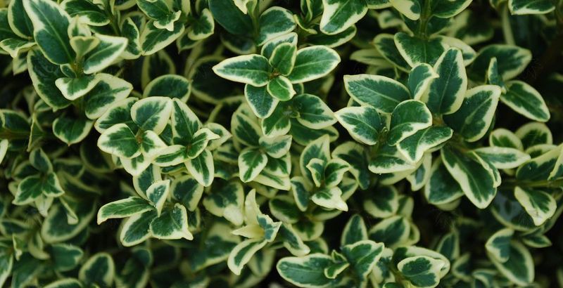 Boxwood - Variegated 24-30 inch
