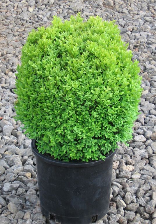 Boxwood - True Dwarf 2 gallon