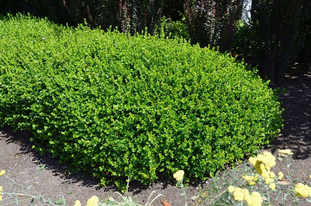 Boxwood - Winter Gem 5 gallon