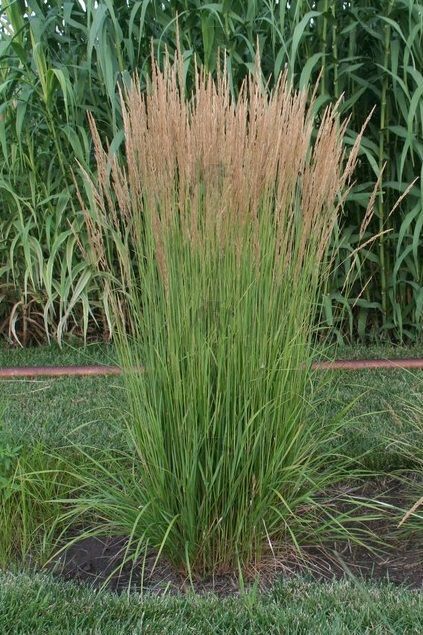 Grasses - Karl Foester 1 gallon