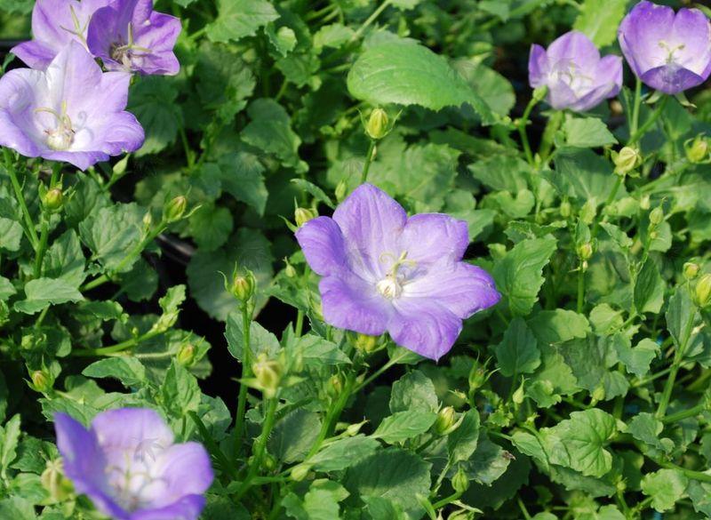 Perennials - Campanula, Rapido Blue 1 gallon